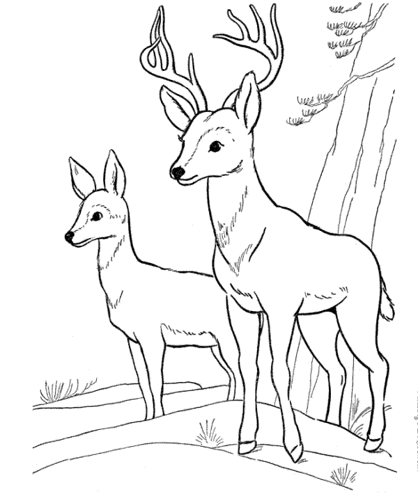 Раскраски Лесные животные раскраски для детей, два оленя, дикие звери