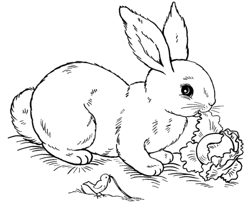 Розмальовки заєць розмальовки, заєць, капуста, дикі тварини
