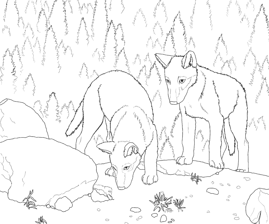 Розмальовки тварини розфарбування для дітей два вовки