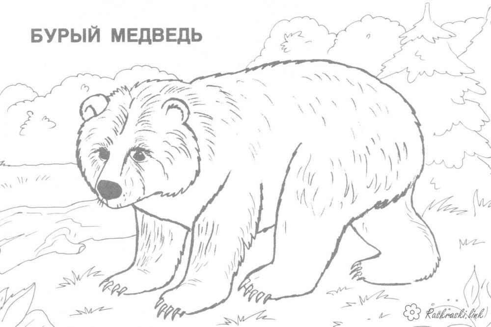 Раскраски Лесные животные раскраски для детей, бурый медведь, животные