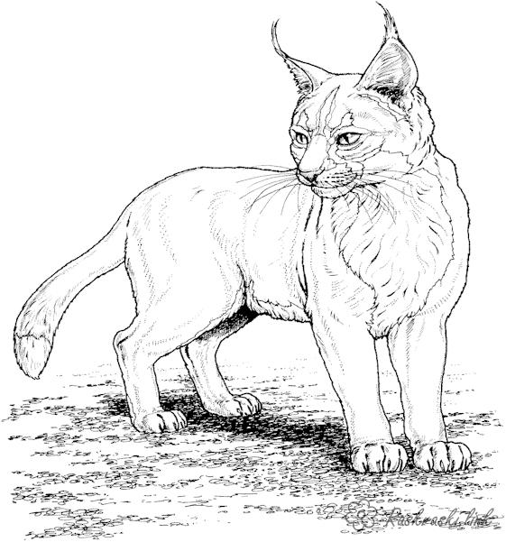 Розмальовки Лісові тварини розфарбування для дітей, рись, хижак, дика кішка