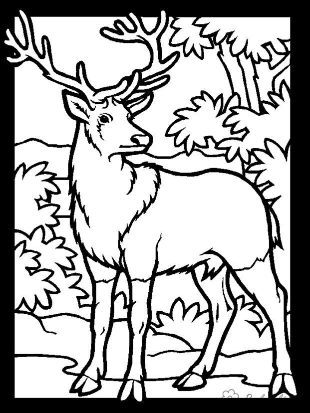 Розмальовки лісові розфарбування большерогий олень