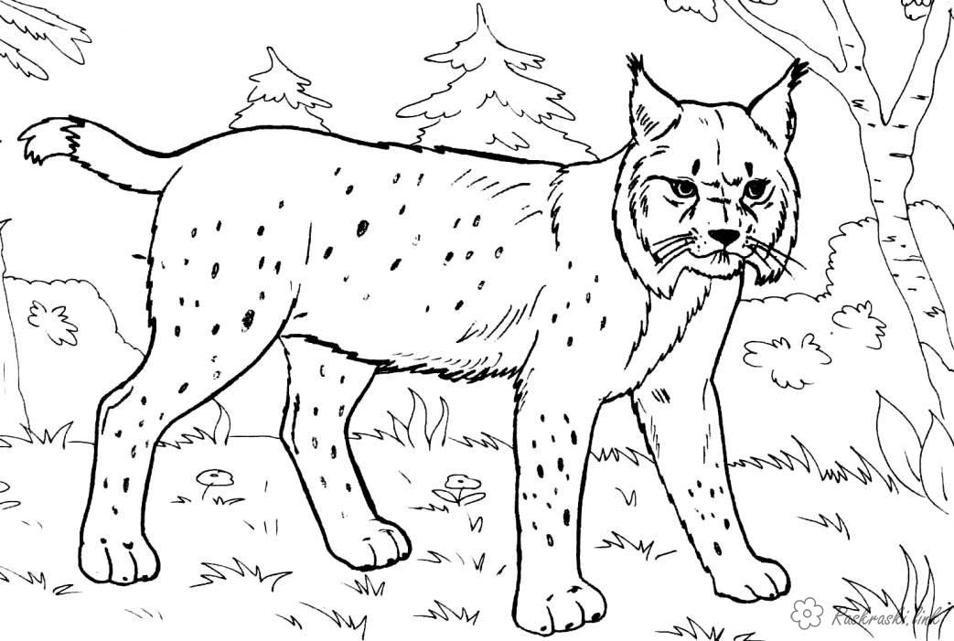 Розмальовки Лісові тварини розмальовки для дітей, тварини, хижаки, рись, дика кішка