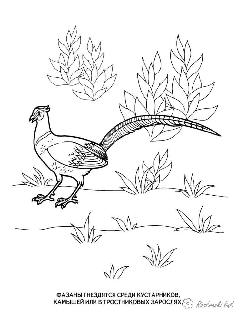 Розмальовки птиці Розмальовки для дітей, птиці, лісові, фазан