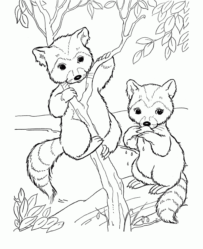 Розмальовки Лісові тварини розмальовки для дітей, два єнота, тварини, ліс