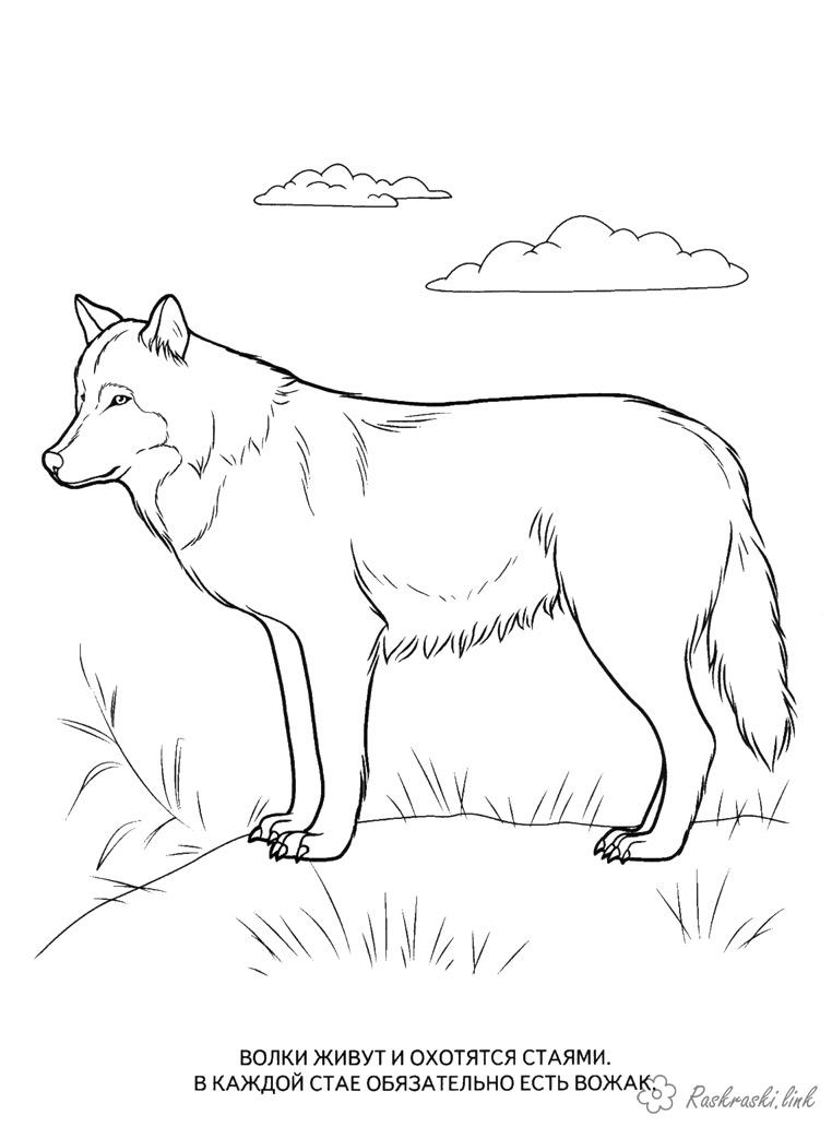 Розмальовки природа розмальовки, для дітей. вовки, хижаки, тварини