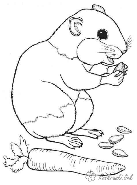 Розмальовки тварини розмальовки для дітей, лісові тварини, звірі