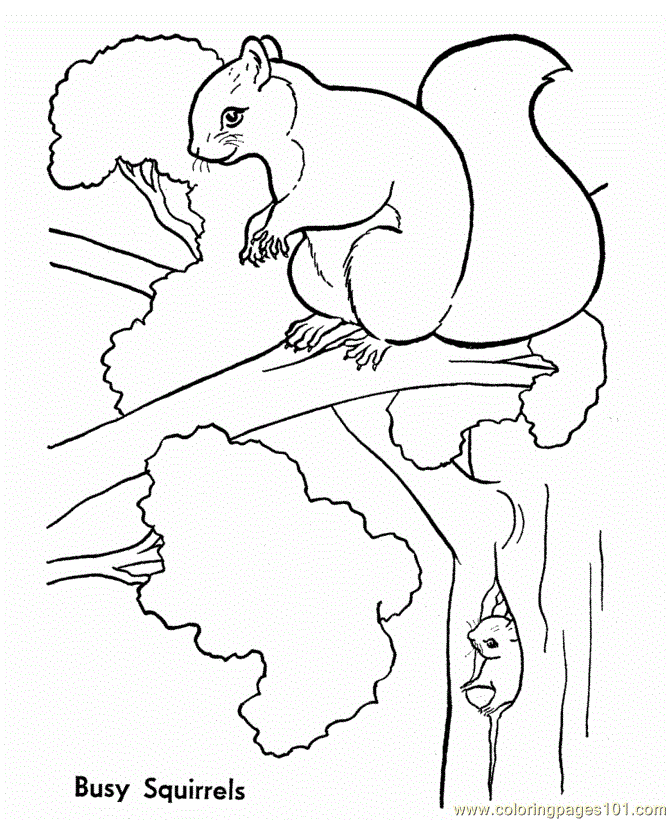 Розмальовки тварини розфарбування для дітей, тварини, білка на дереві