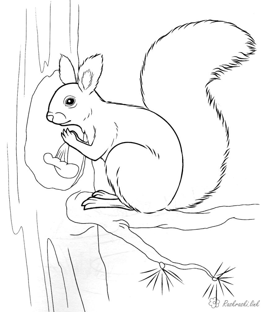 Розмальовки Лісові тварини розмальовки для дітей, тварини, білка, гриби, дерево