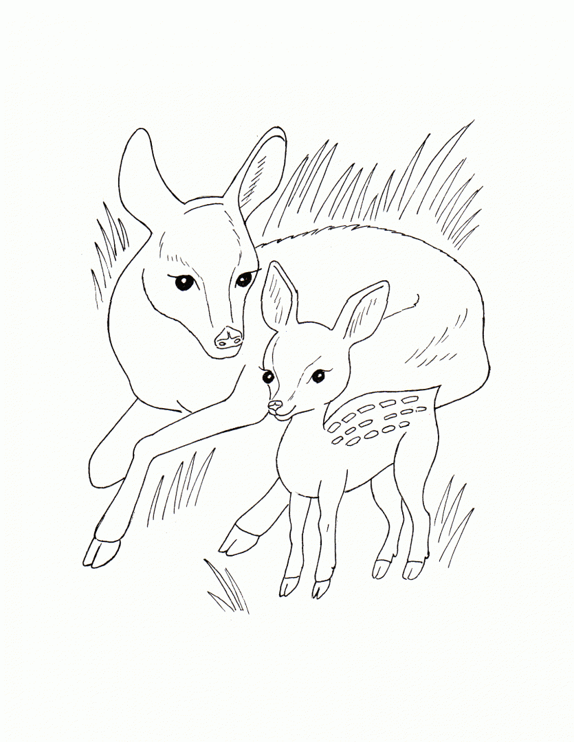 Розмальовки Лісові тварини розфарбування для дітей, олені, тварини, оленятко