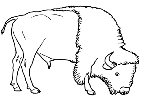 Розмальовки Лісові тварини розмальовки для дітей, тварини, зубр