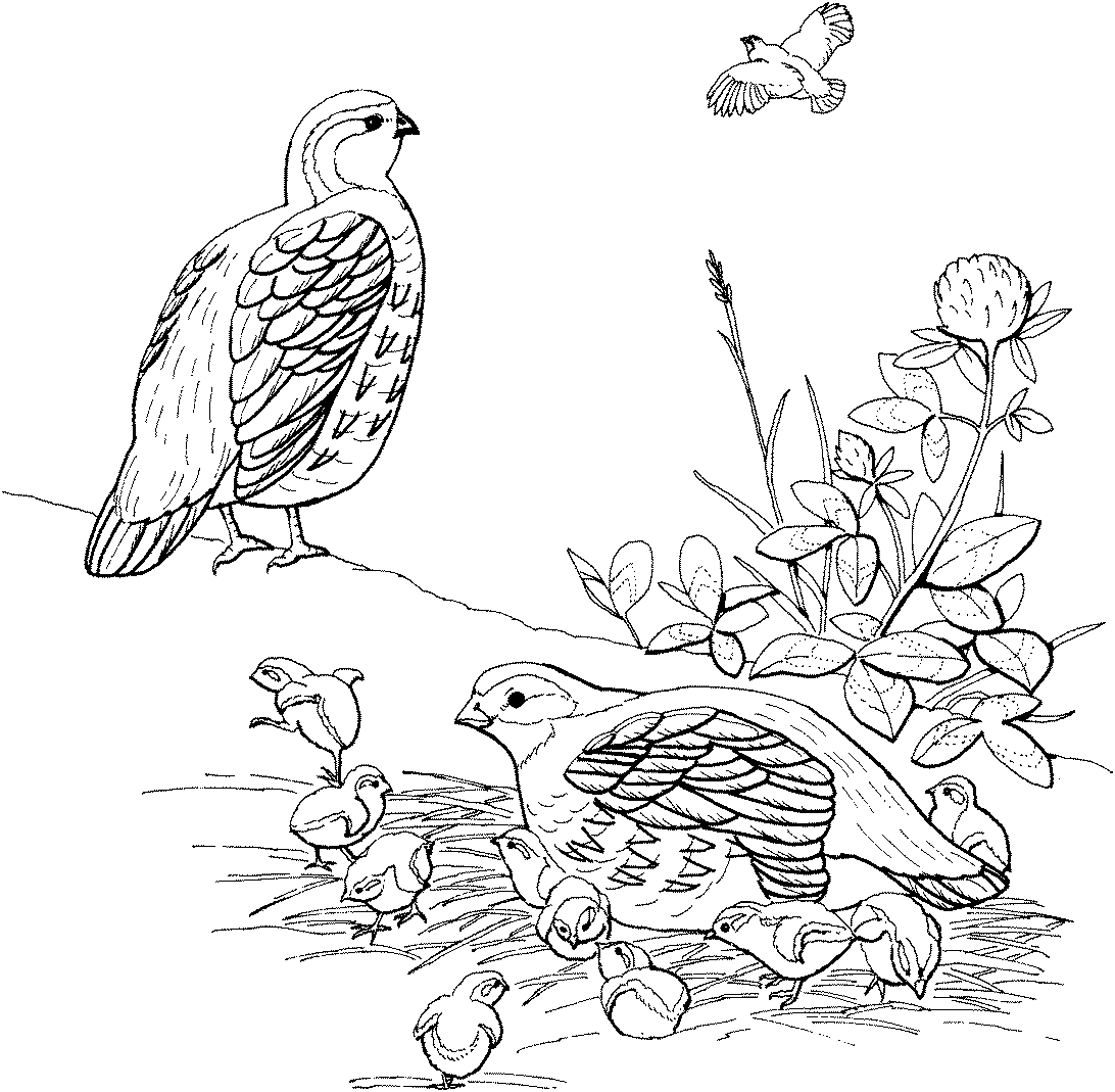 Розмальовки птахи розмальовки для дітей лісові птахи