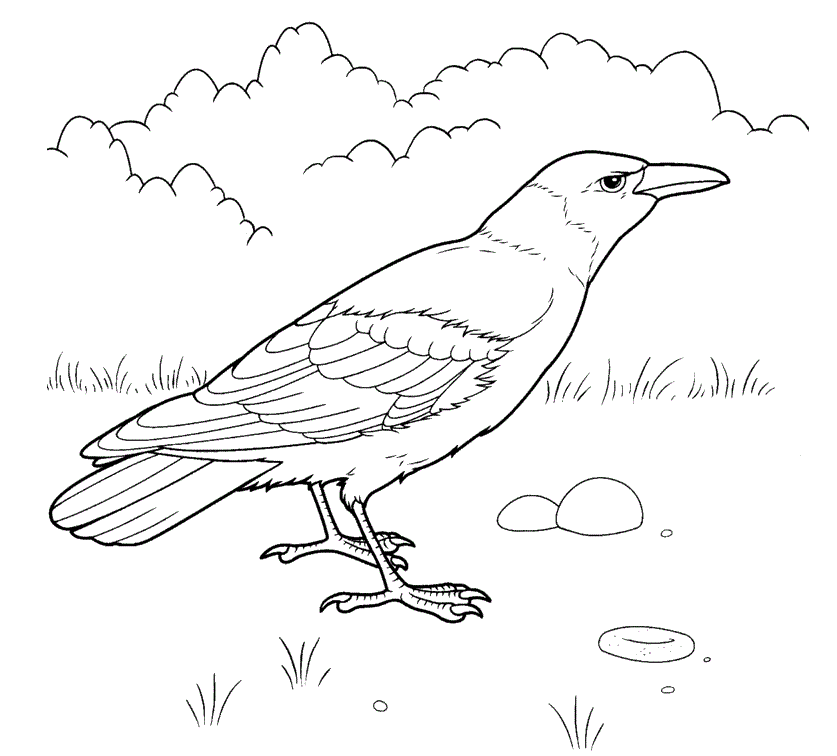 Розмальовки птах лісова птах