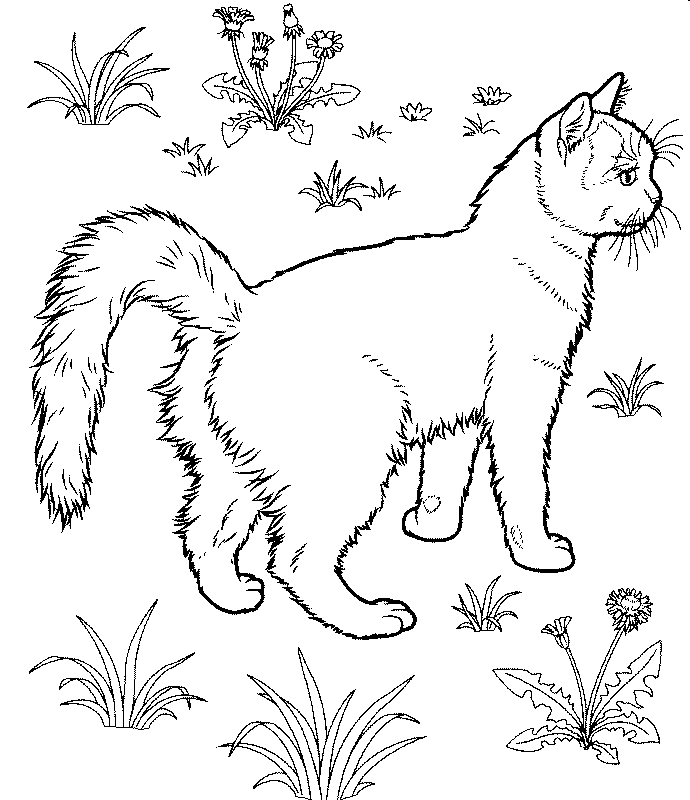 Розмальовки природа розфарбування для дітей дика кішка в поле, природа, тварини
