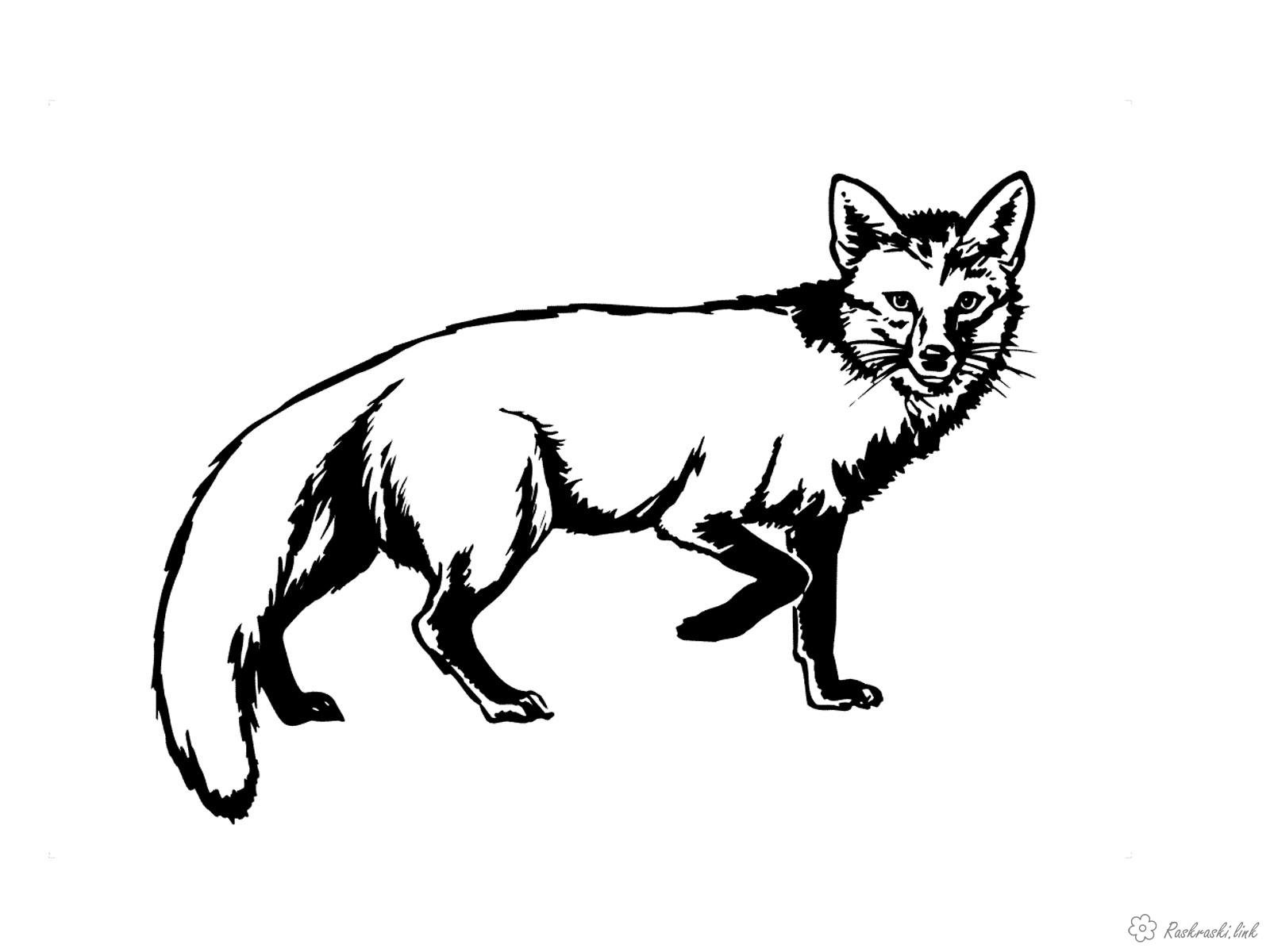 Розмальовки Лісові тварини лисиця, лісові тварини, для дітей