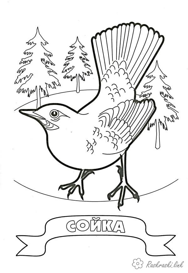 Розмальовки дітей Розмальовка лісова птах сойка