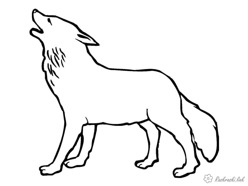 Розмальовки вовк великий і пухнастий вовк, розфарбування для дітей, лісові тварини