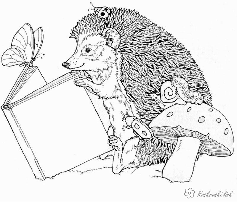 Розмальовки лісові їжак читає книгу на природі, лісові тварини, гриби