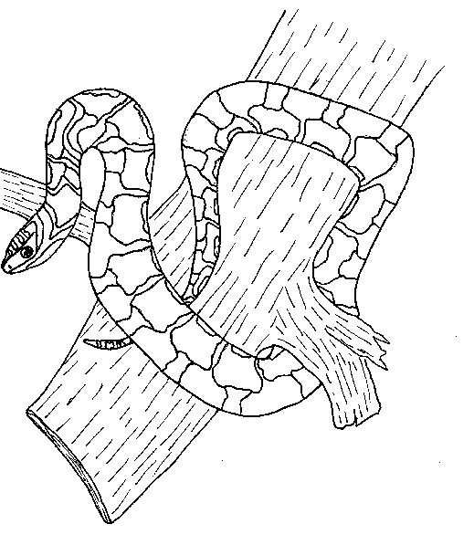 Розмальовки рептилії змія повзе по дереву