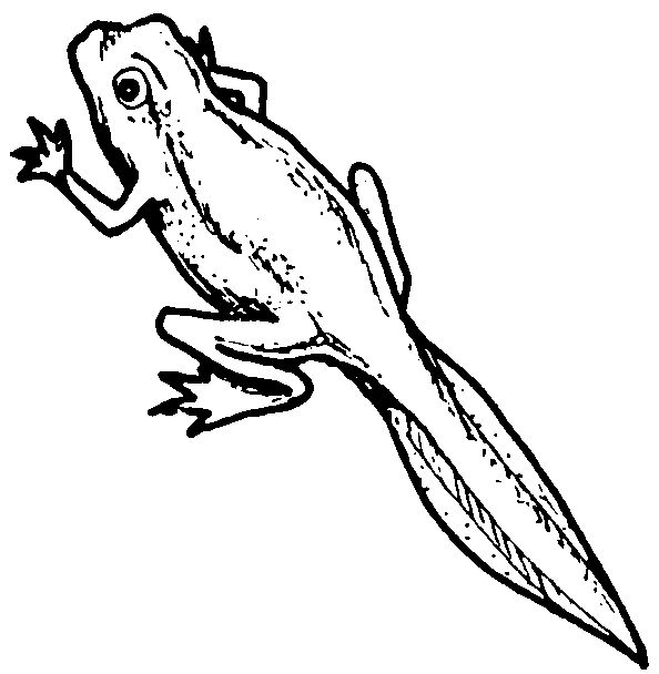 Розмальовки тварини рептилії, жаба. тварини