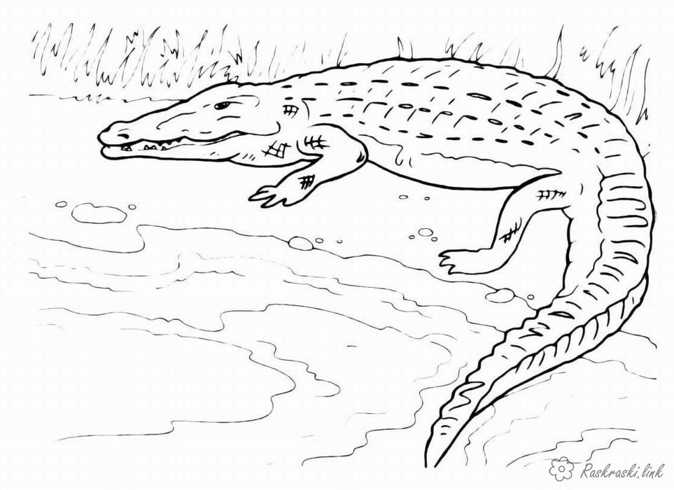 Розмальовки крокодил розфарбування для дітей, великий крокодил, вода, болото