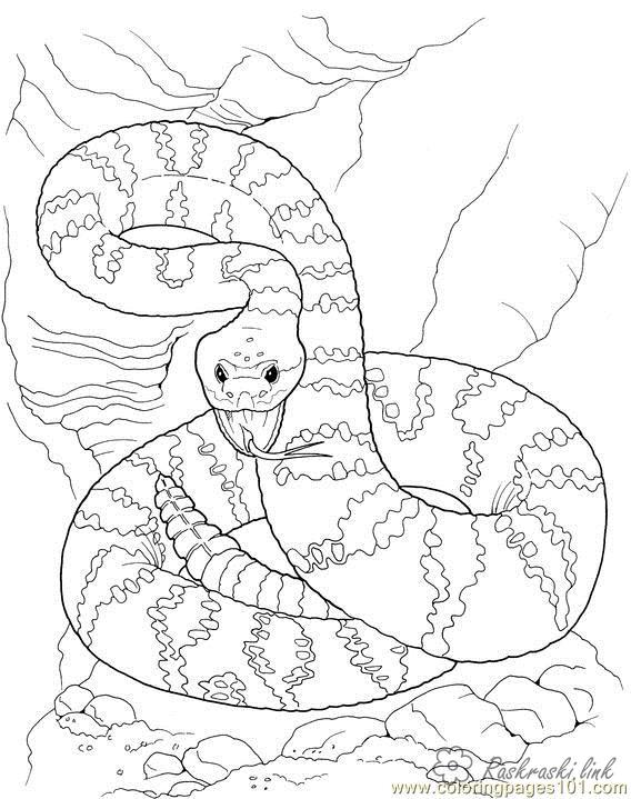 Розмальовки Рептилії розфарбування для дітей, рептилії, змія