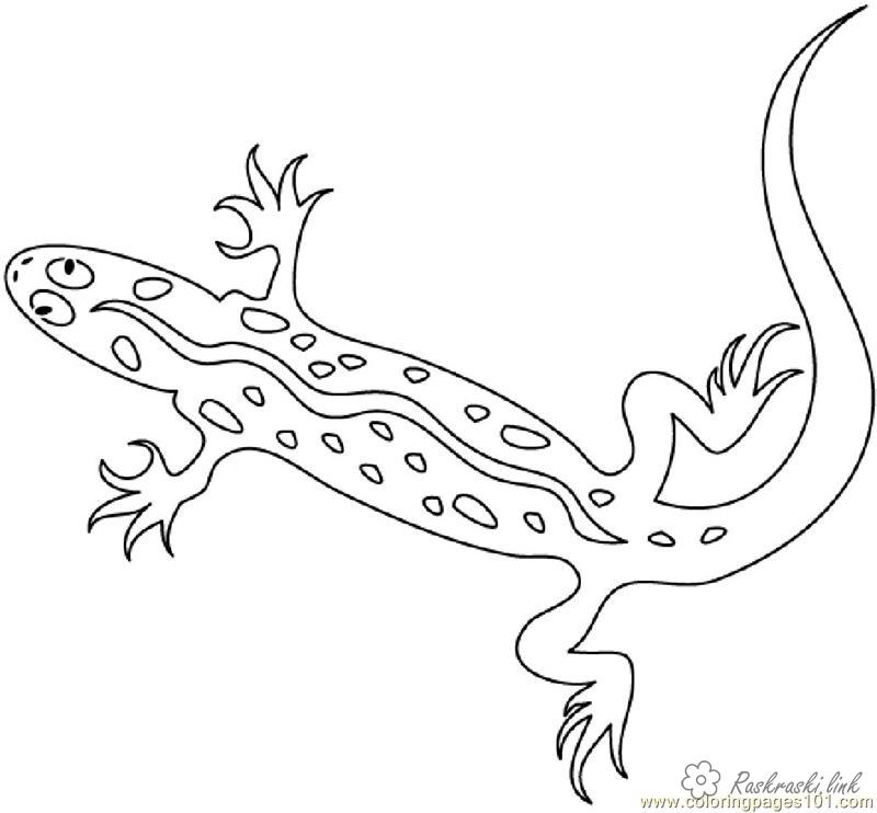 Розмальовки Рептилії розмальовки для дітей, рептилії, ящірка