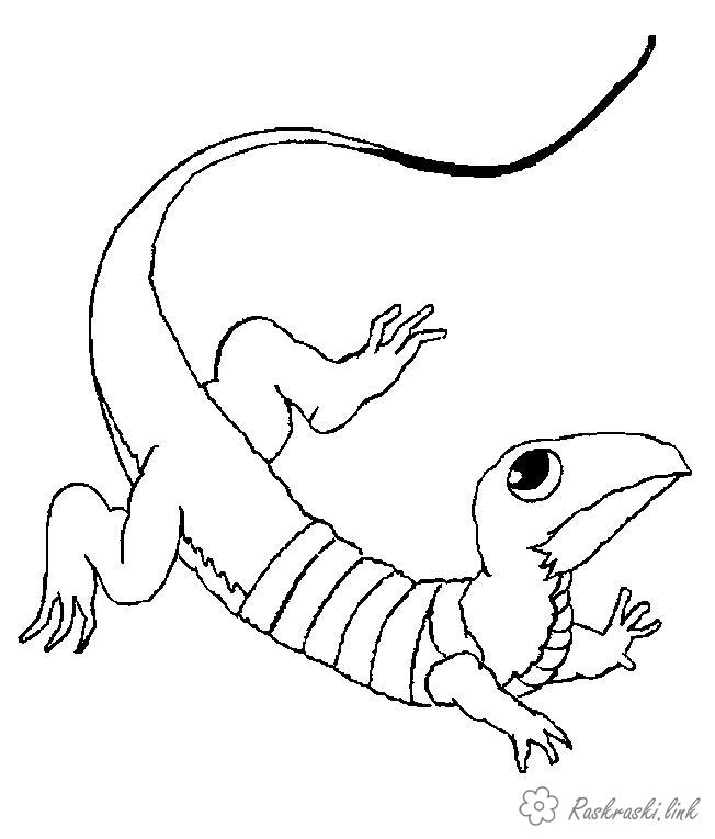 Розмальовки Рептилії розмальовки для дітей, ящірки, рептилії
