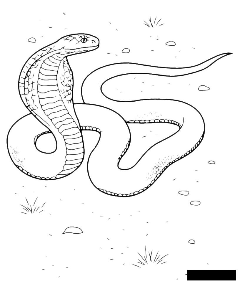 Розмальовки природа кобра на полюванні