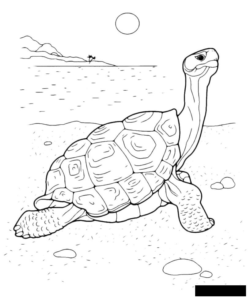 Розмальовки велика велика черепаха гріється на сонечку