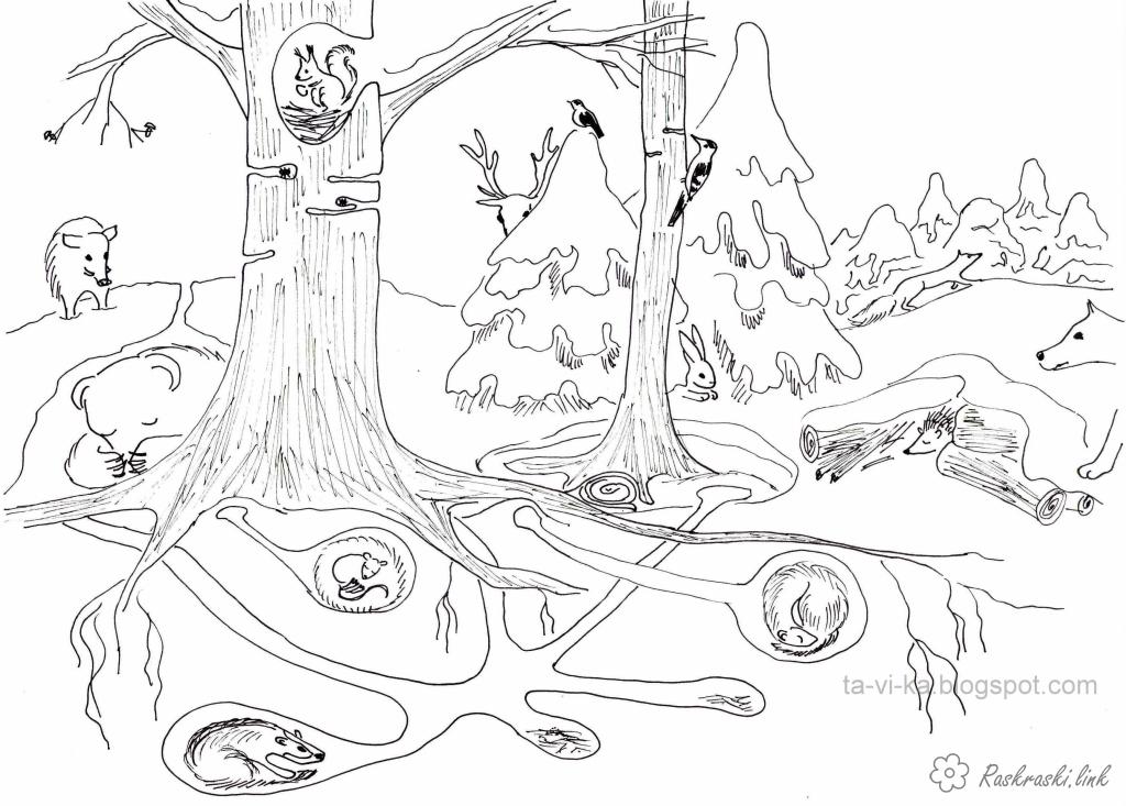 Розмальовки лісі природа лісові тварини дерево нора птиці 