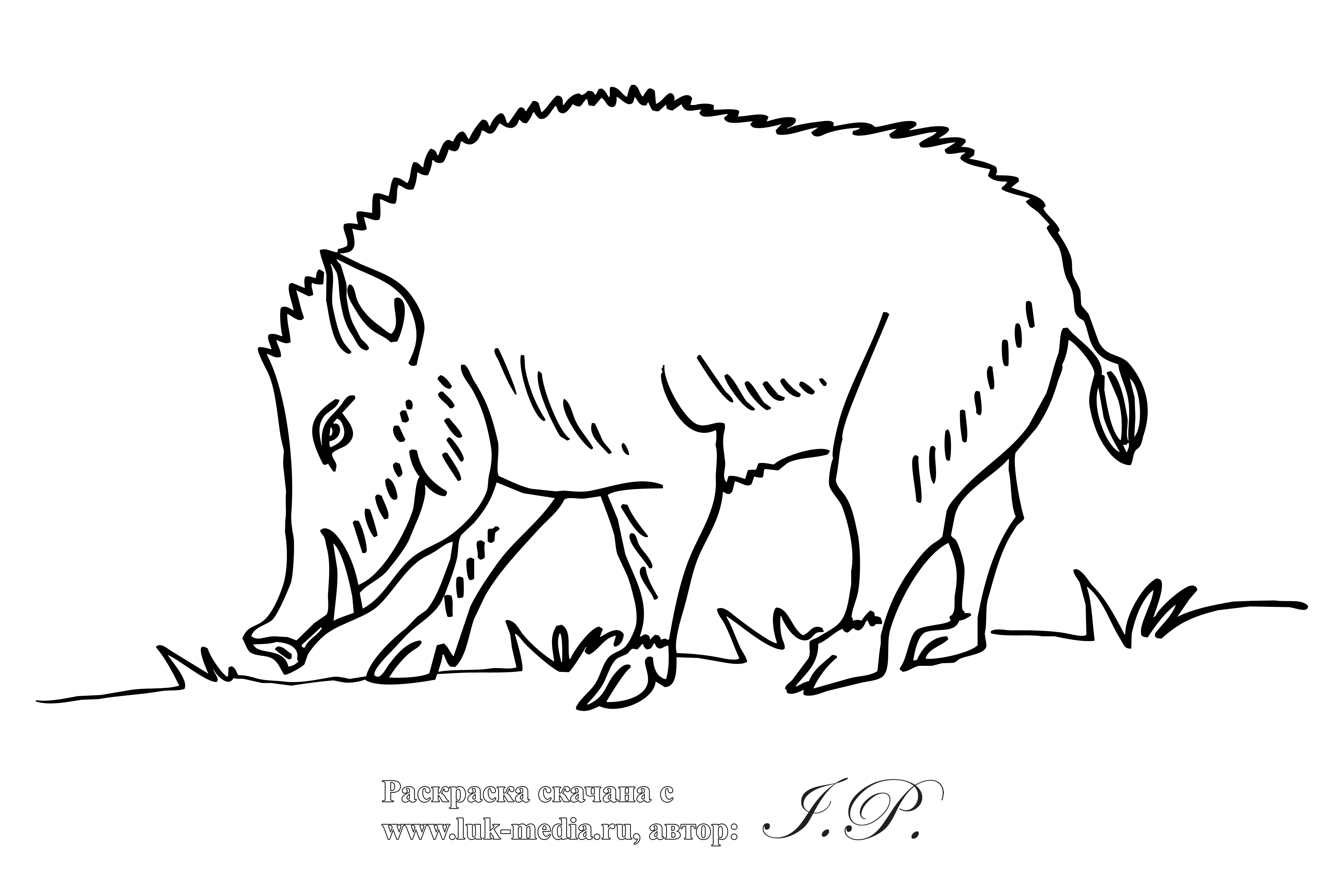 Розмальовки тварини природа лісові тварини кабан дикий кабан