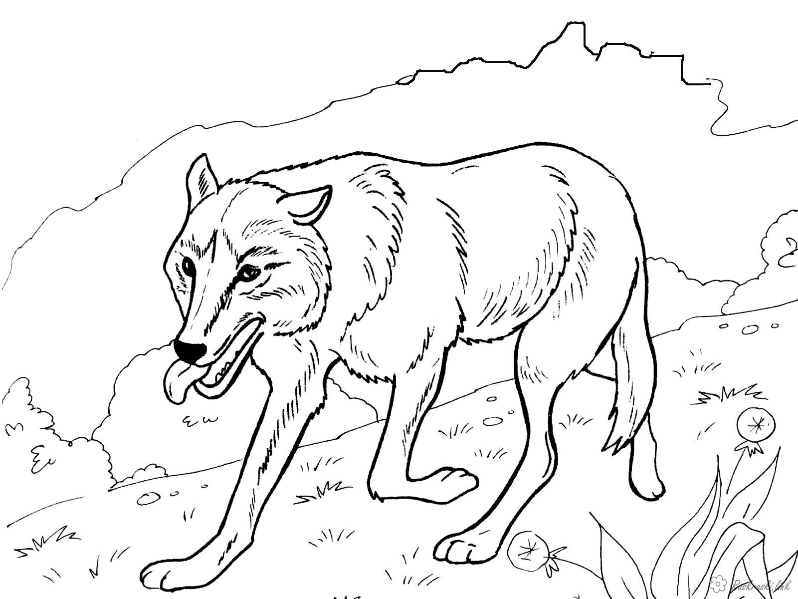 Розмальовки природа вовк