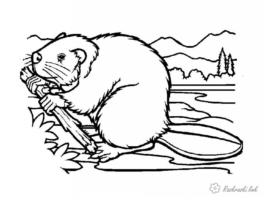 Розмальовки тварина природа тварина лісове бобер річка