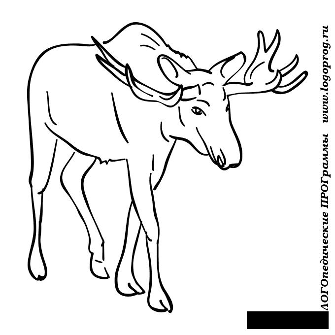 Розмальовки тварини природа лісові тварини лось