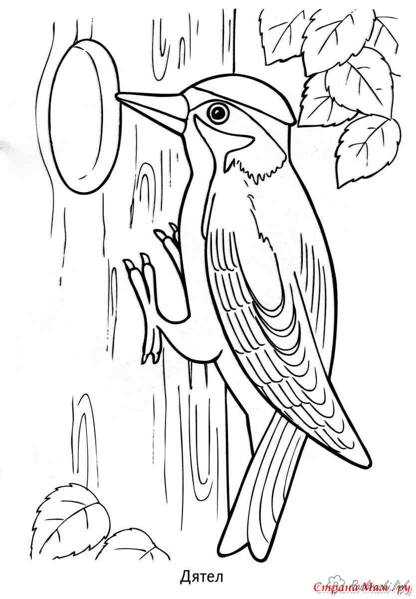 Раскраски Лесные животные природа лесные животные птица дятел