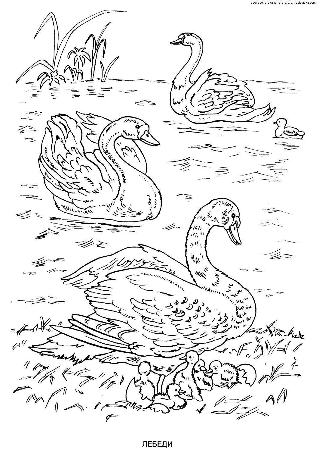 Розмальовки природа природа лісові тварини лебеді озеро пташенята очерет