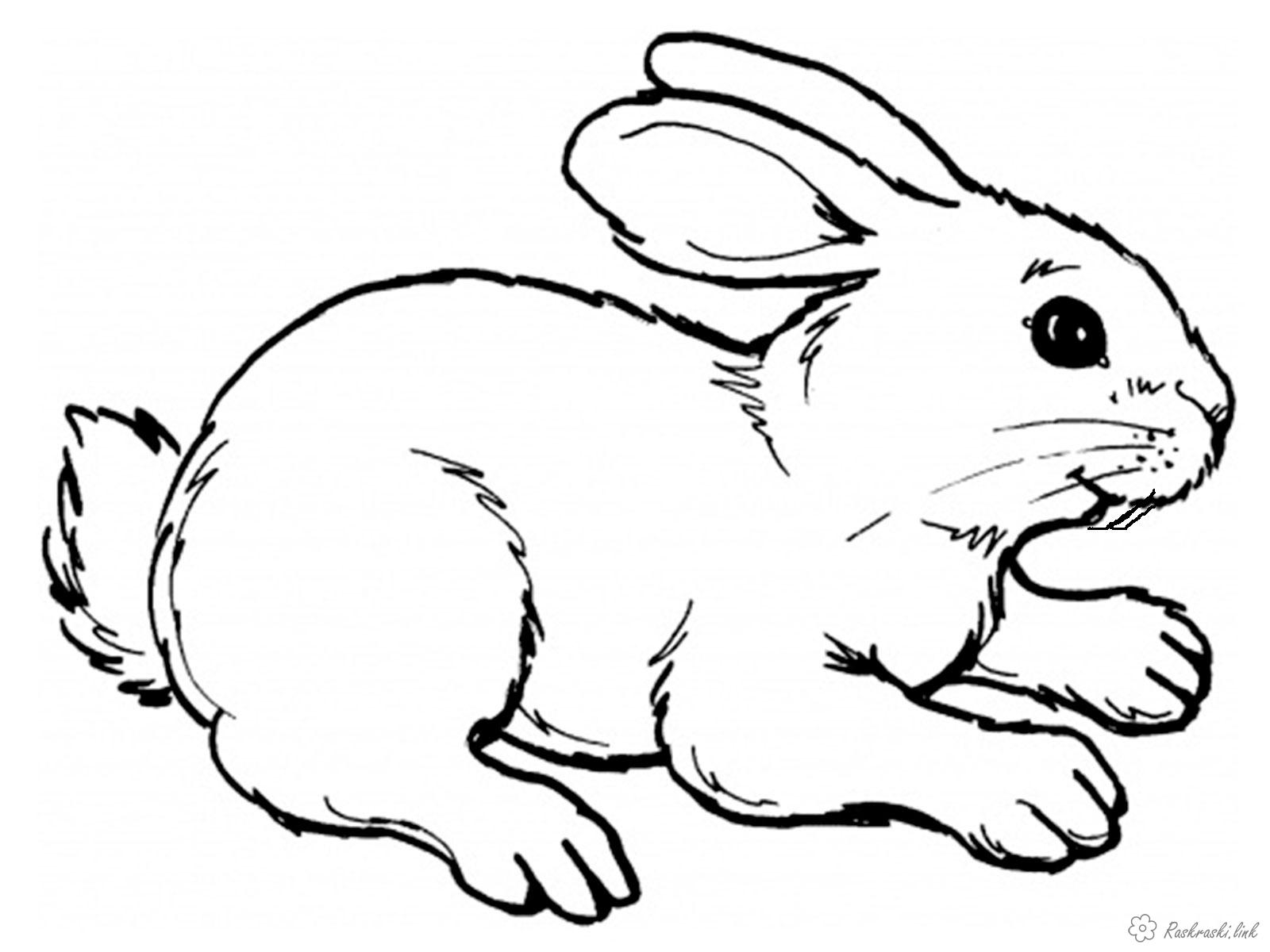 Розмальовки заєць природа заєць лісові тварини звірі