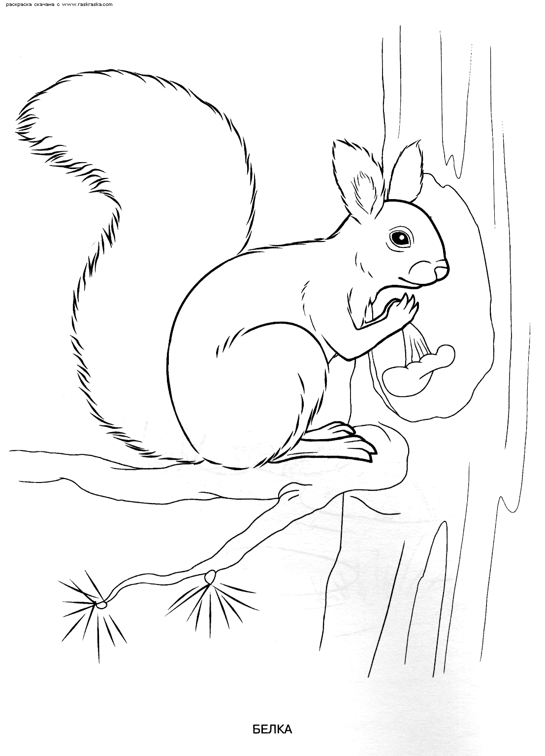 Розмальовки лісові білка