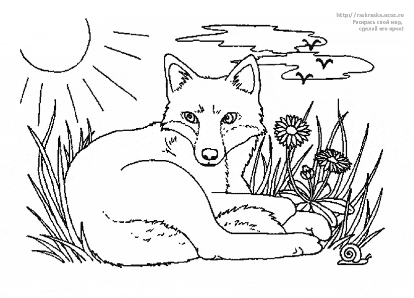 Розмальовки лисиця природа лісові тварини лисиця галявина трава