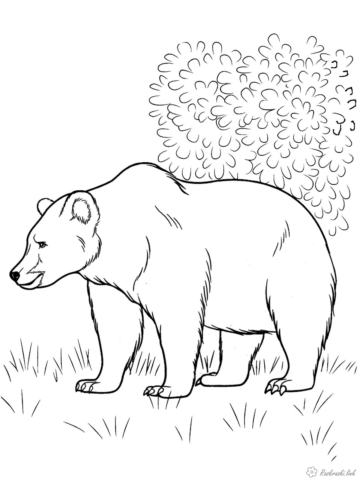 Раскраски Лесные животные природа лесные животные бурый медведь