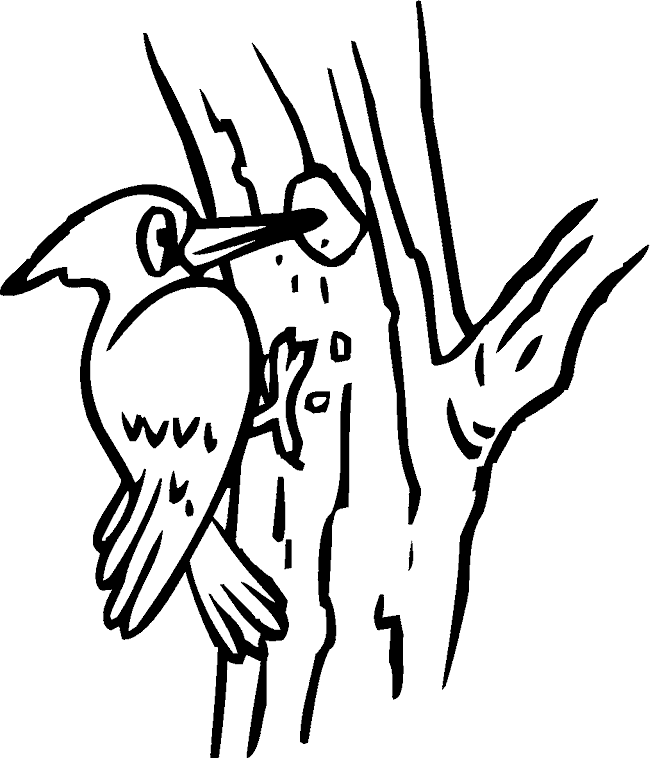 Розмальовки дятел природа лісові птахи тварини дятел