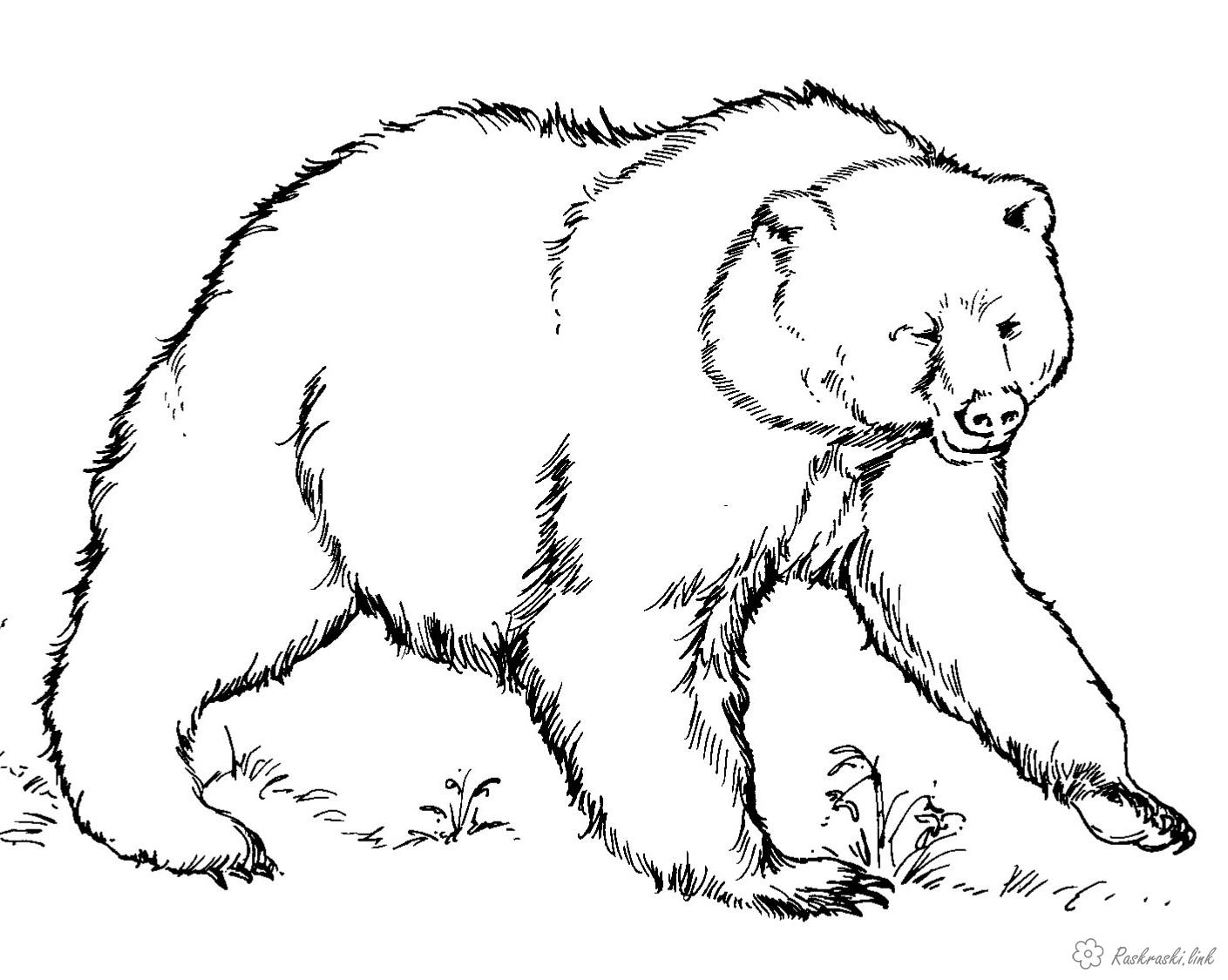 Розмальовки Лісові тварини природа лісові тварини ведмідь звір