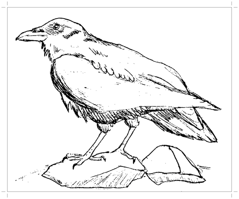 Розмальовки ворон природа лісові тварини птах ворон