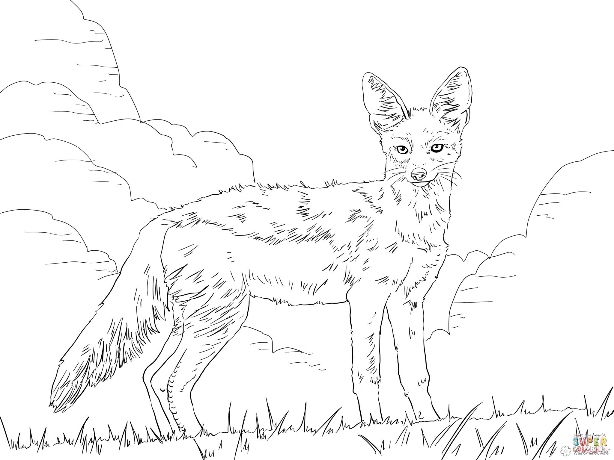 Розмальовки природа Степова лисиця