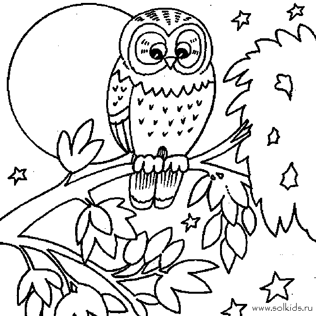 Розмальовки птах природа лісові тварини птах пугач місяць ніч