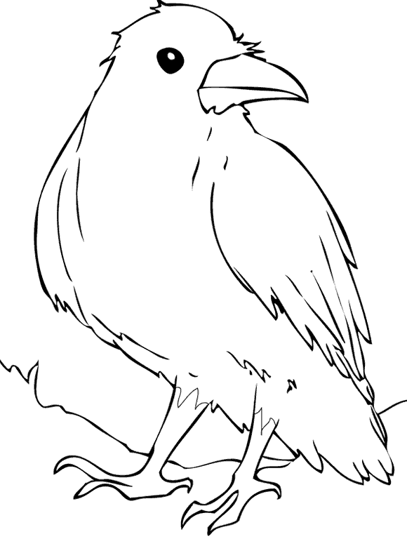 Раскраски Лесные животные природа лесные животные ворона птица