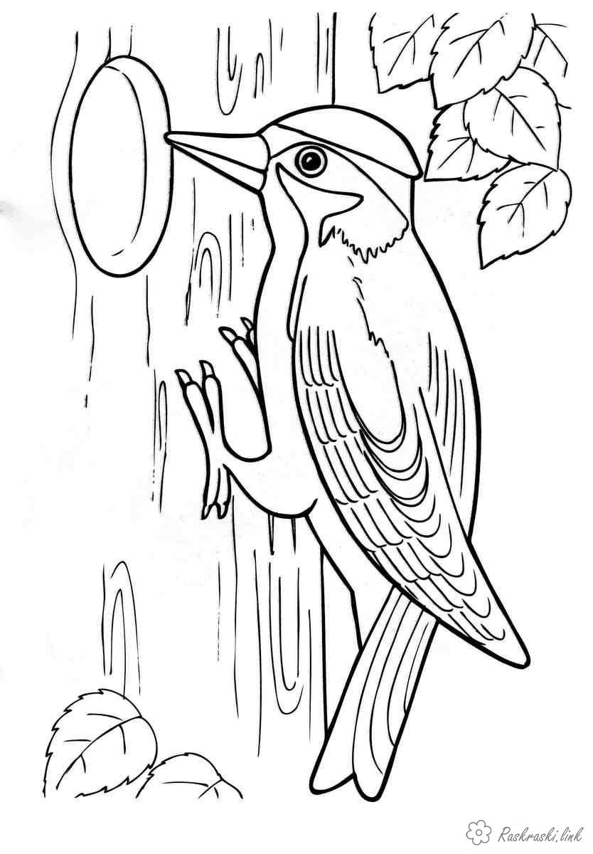 Розмальовки птах дятел на дереві