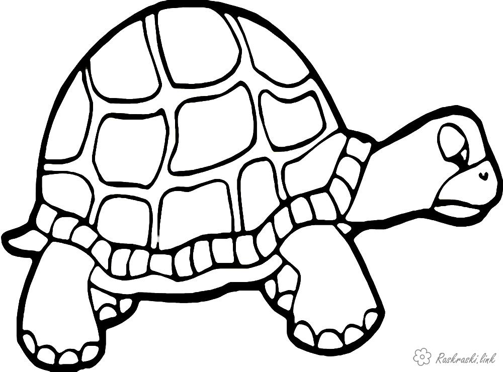 Раскраски Подводный мир природа подводный мир черепаха