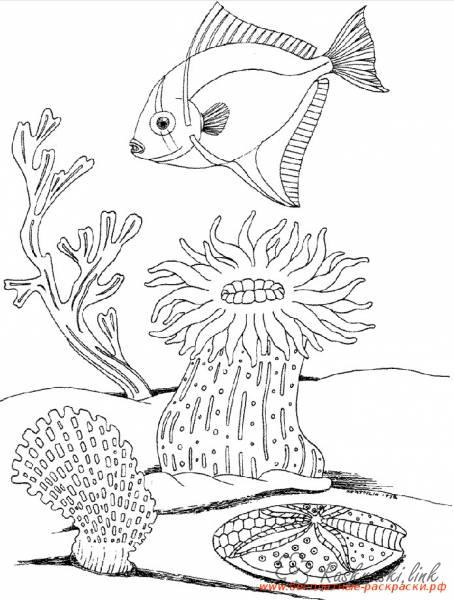 Розмальовки Підводний світ природа підводний світ корали рибка